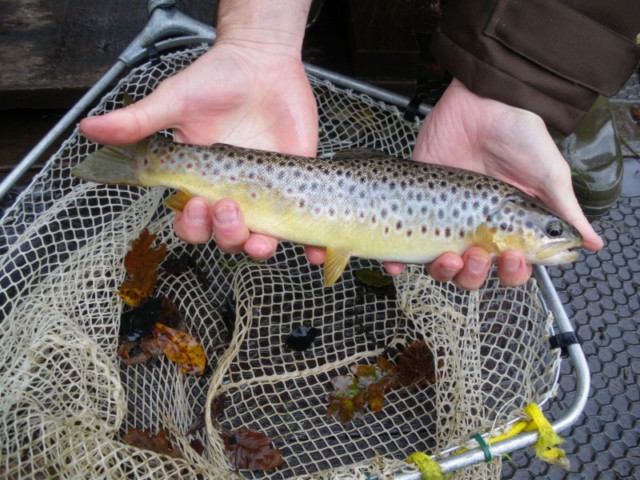 Fario autochtone du lac